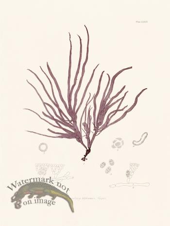 Bradbury Seaweed 074